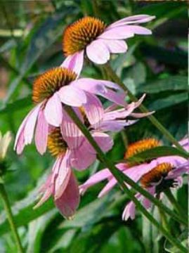 Echinacea Herb P.E.